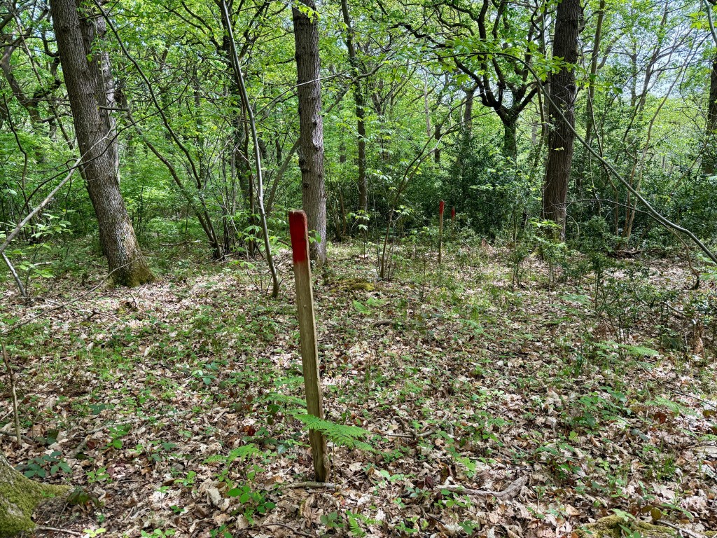 Lot: 2 - OVER 12 ACRES OF WOODLAND - Boarder markers